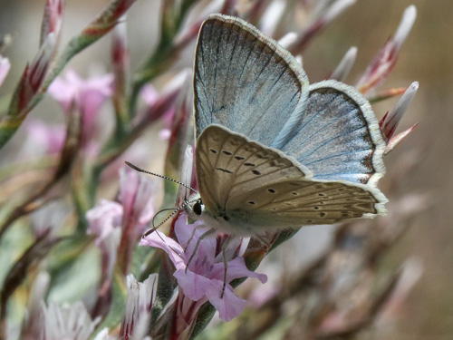 Photo: daphnis