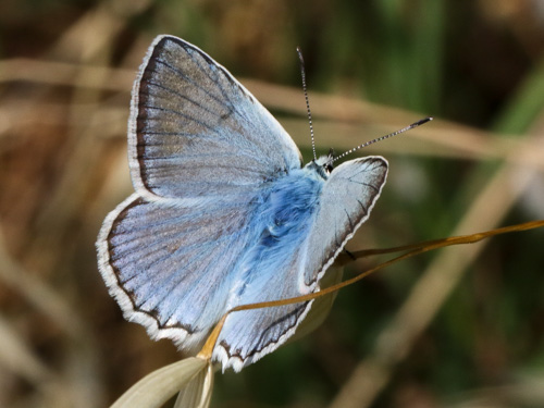 Photo: daphnis