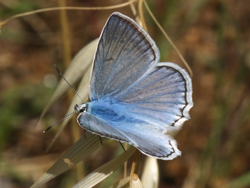 Photo: daphnis