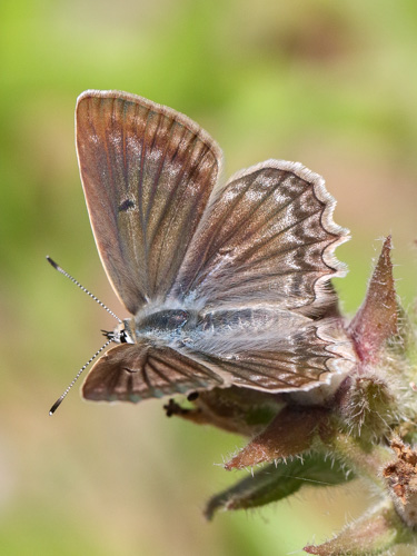 Photo: daphnis