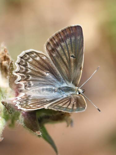 Photo: daphnis