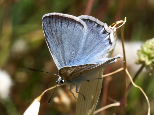 Photo: daphnis