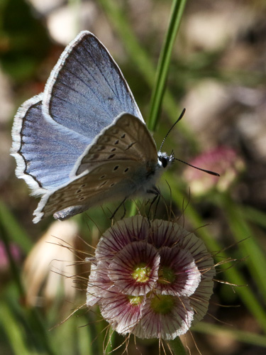 Photo: daphnis