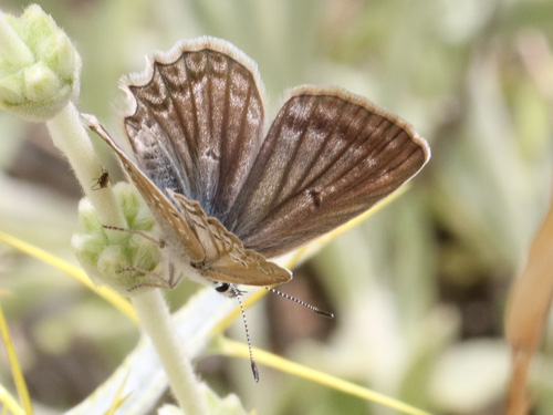 Photo: daphnis