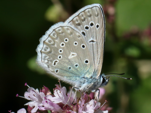 Photo: daphnis80.jpg