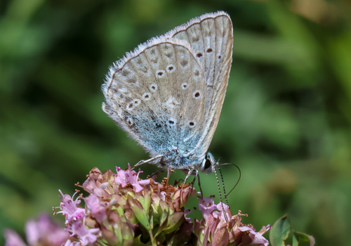 Photo: daphnis