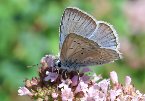 Photo: daphnis