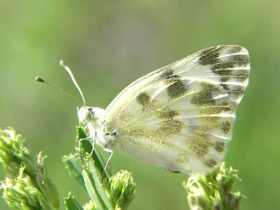 Photo: daplidice1.jpg
