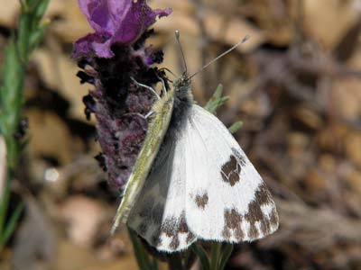 Photo: daplidice