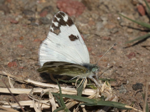 Photo: daplidice