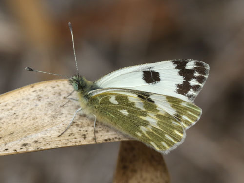 Photo: daplidice