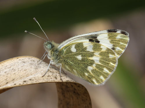 Photo: daplidice