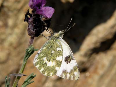 Photo: daplidice