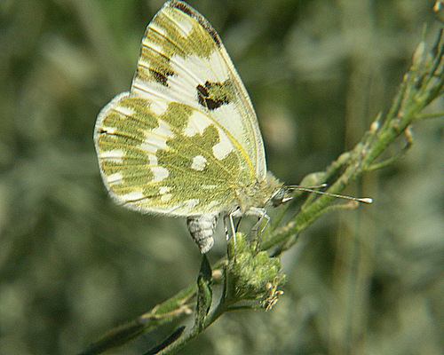 Photo: daplidice
