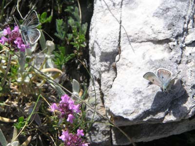 Photo: dardanus9.jpg