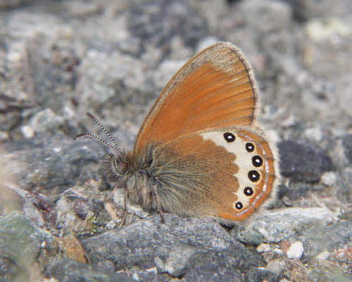 Photo: darwiniana9.jpg