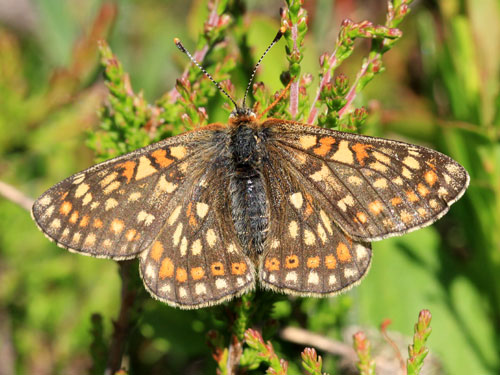 Photo: aurinia debilis