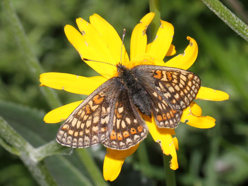 Photo: aurinia debilis