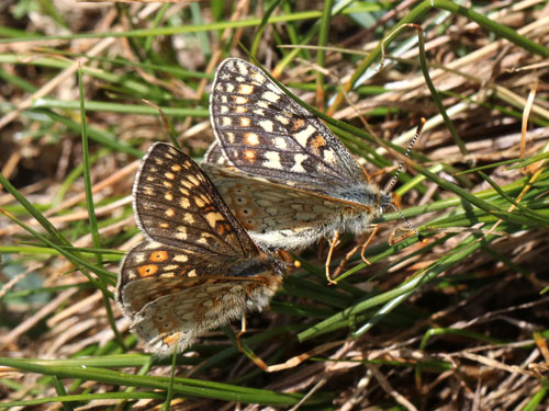 Photo: aurinia debilis