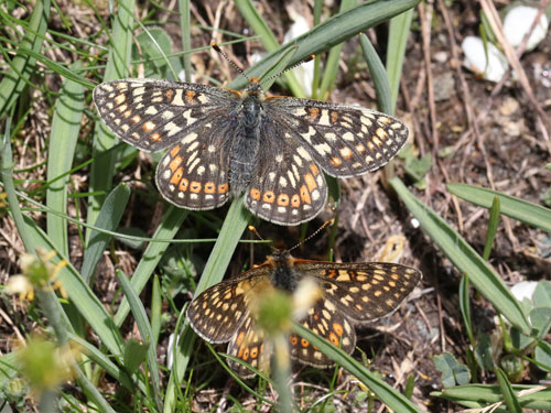 Photo: aurinia debilis