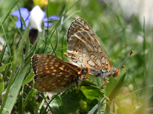 Photo: aurinia debilis