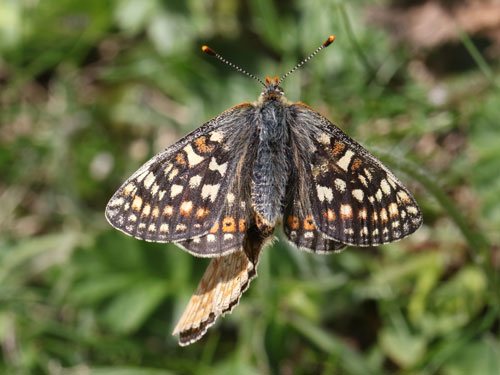 Photo: aurinia debilis