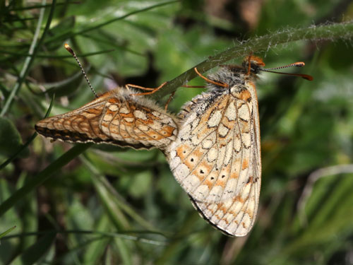 Photo: aurinia debilis