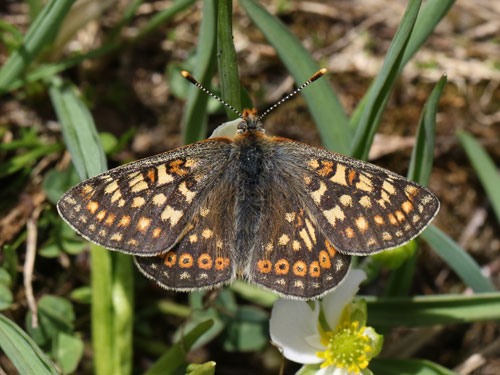 Photo: aurinia debilis