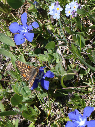 Photo: aurinia debilis