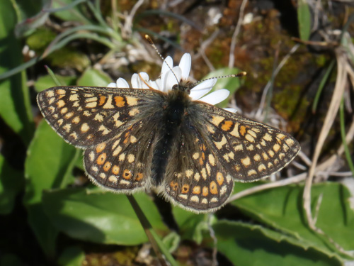 Photo: aurinia debilis