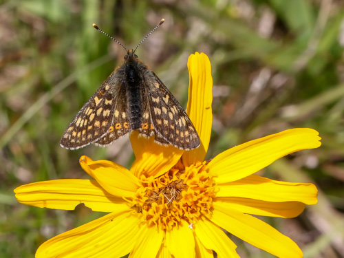 Photo: aurinia debilis