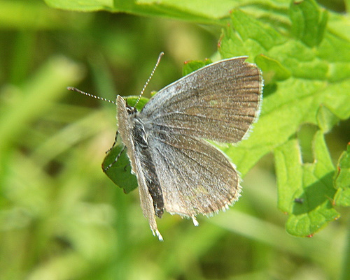 Photo: decoloratus12.jpg