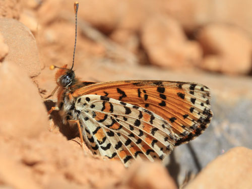 Photo: deserticola