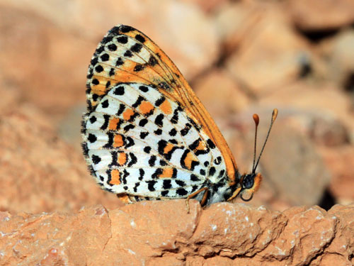 Photo: deserticola