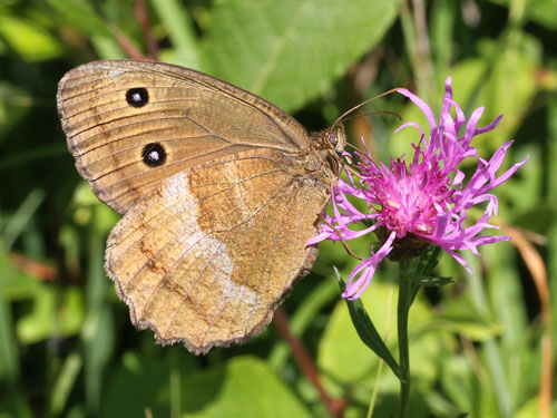 Photo: dryas
