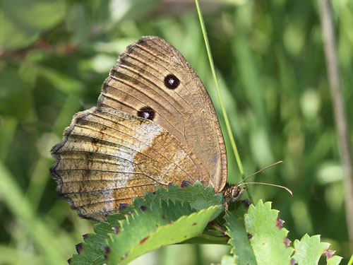 Photo: dryas