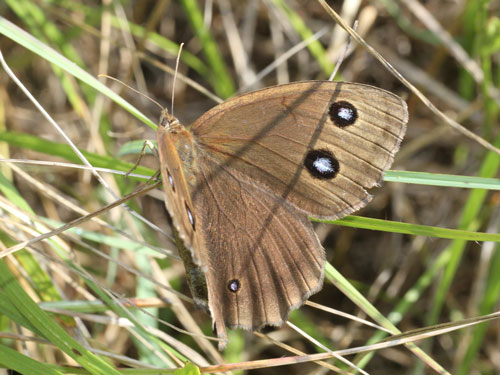 Photo: dryas