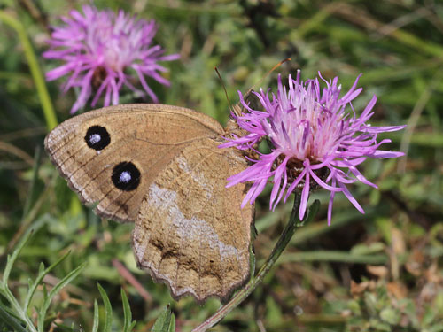 Photo: dryas