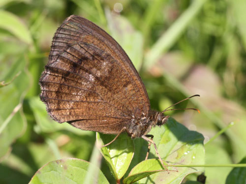 Photo: dryas