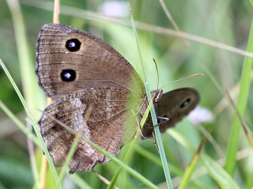 Photo: dryas