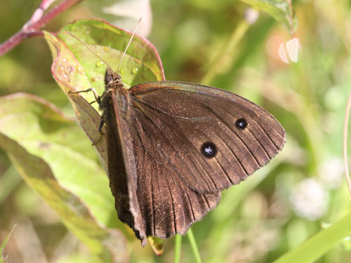 Photo: dryas