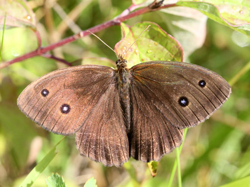 Photo: dryas