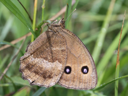 Photo: dryas