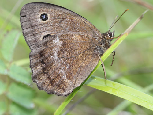 Photo: dryas