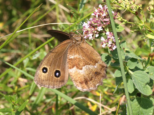 Photo: dryas