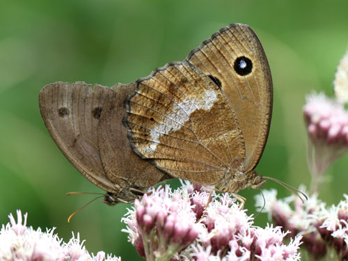 Photo: dryas