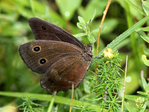 Photo: dryas
