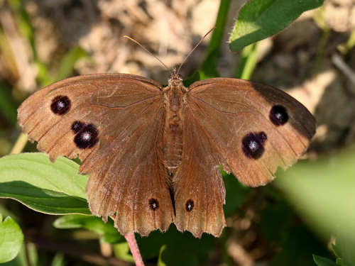 Photo: dryas