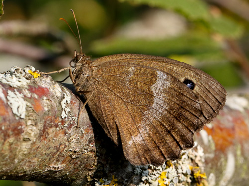 Photo: dryas