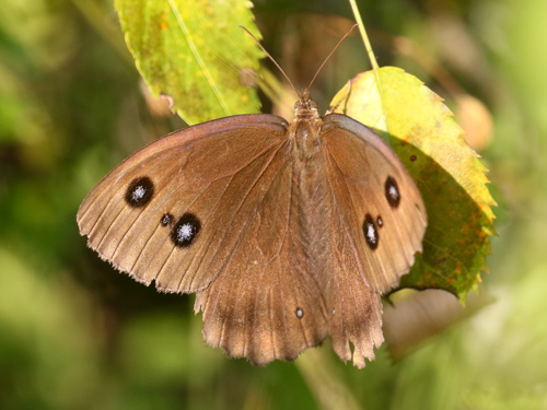 Photo: dryas